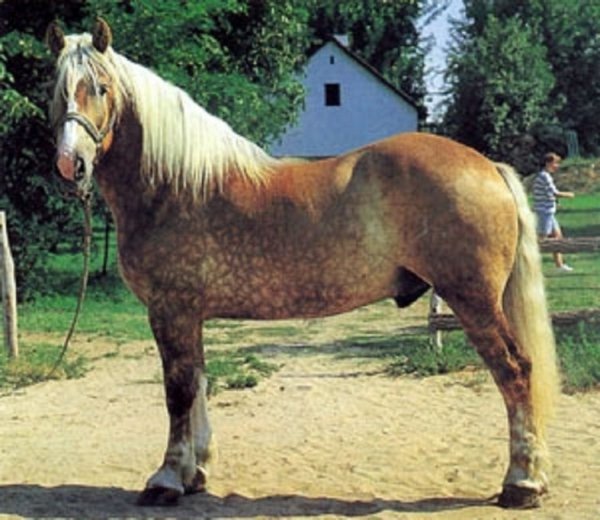 Шлезвигская порода лошадей (2)