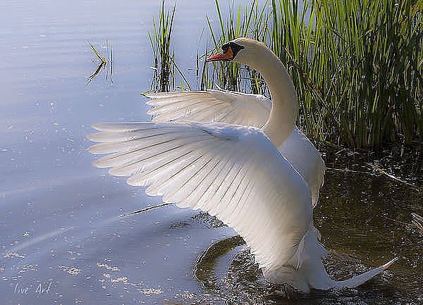 getImage56