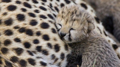 file_52398420