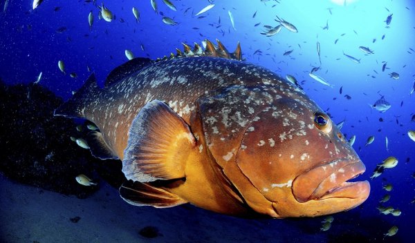 grouper Гуаса