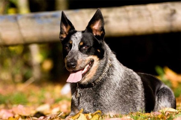 Лапландская пастушья собака (2)