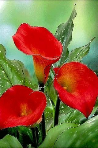file_49542869