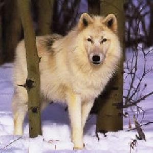 Wolfs