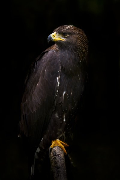 golden-eagle-picture-hd-download-free-image-stock