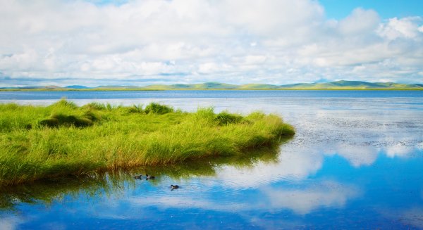 Grass on Blue Lake
