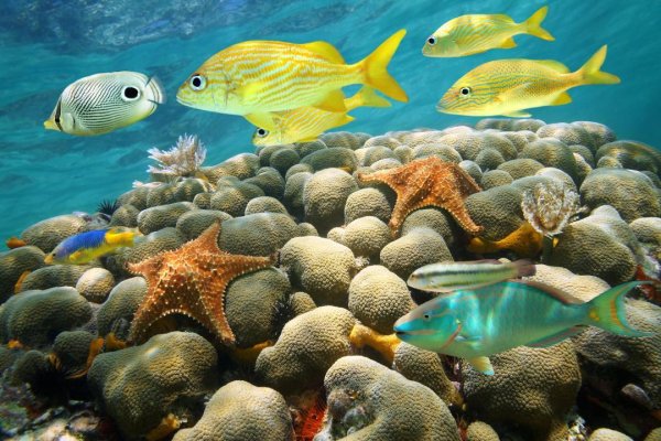 Reef 5