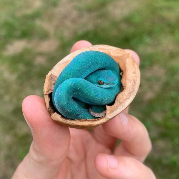 59G66Q