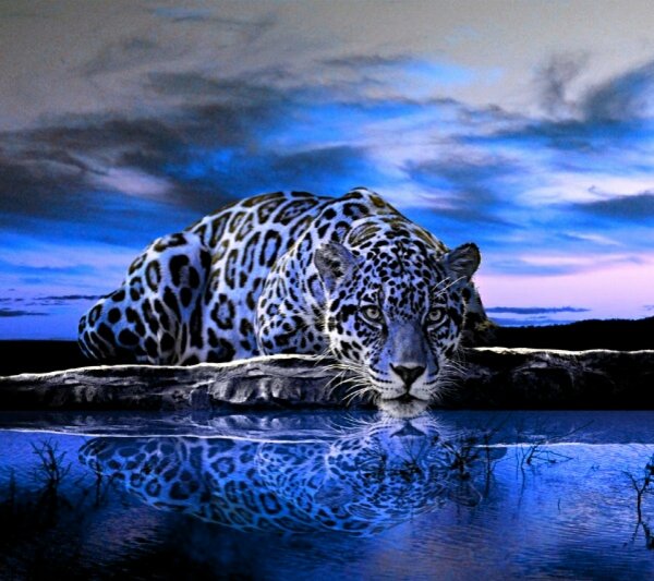 blue jaguar