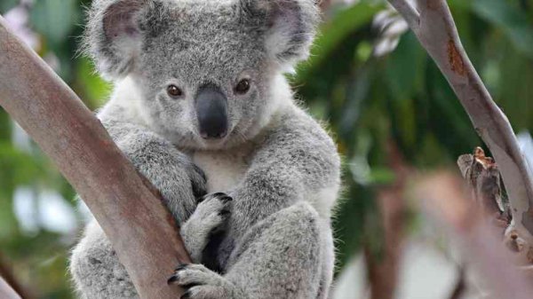koala-wide-wallpaper-14845