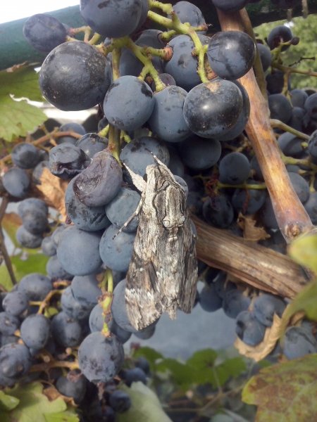 Бабочка 28.09.2015