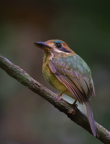 МАЛЫЙ МОМОТ