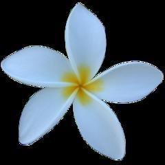 Jasmine 5.2.4