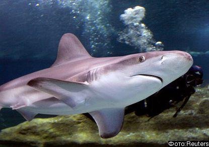 russian fishing mobile