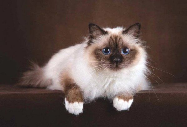 Кошка.. (16)