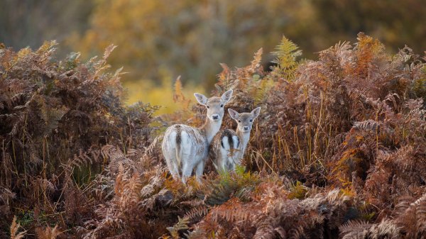 BradgateFallow ROW8870334567 UHD