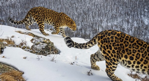 Da4a5df5a98753e4e1907d98a53619c5