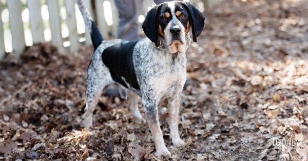 Крапчато-голубой кунхаунд