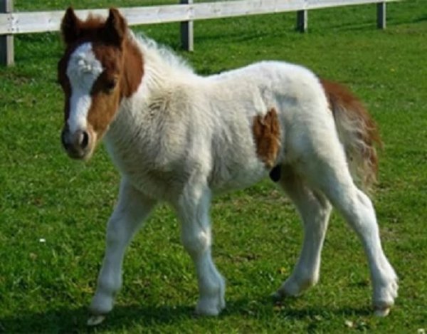 Фалабелла (6)