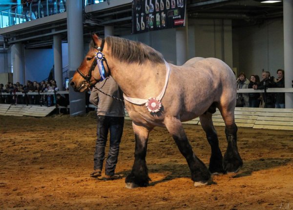 Лошадь Русский тяжеловоз (Русская тяжеловозная)