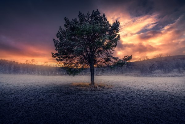 Derevo-pole-inei-pozdniaia-osen-oblaka-nebo-zakat-trava-osen