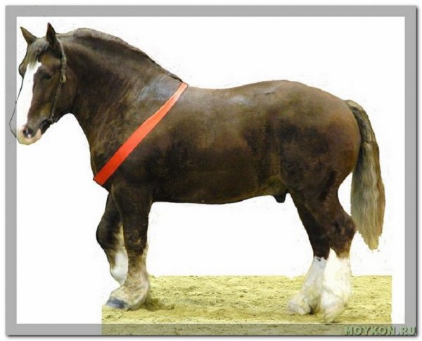Бретонская порода лошадей (2)