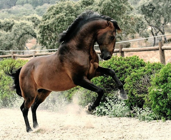 Лошадь Лузитанская