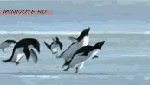 Полетели на юг