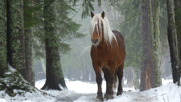 nastol.com.ua-314945