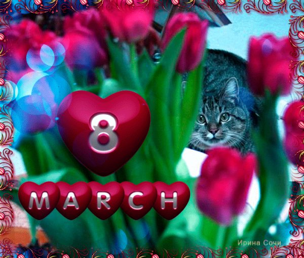 С 8 Марта от котика!