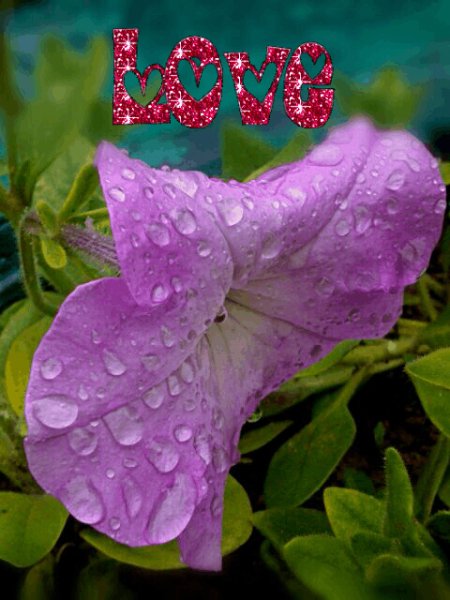 ĹOVE цветок