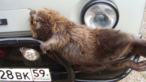 bobry Club Remix music 01