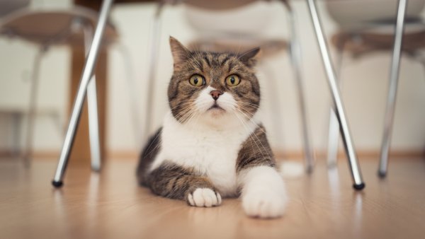 cat1368