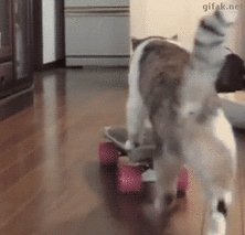 котейко