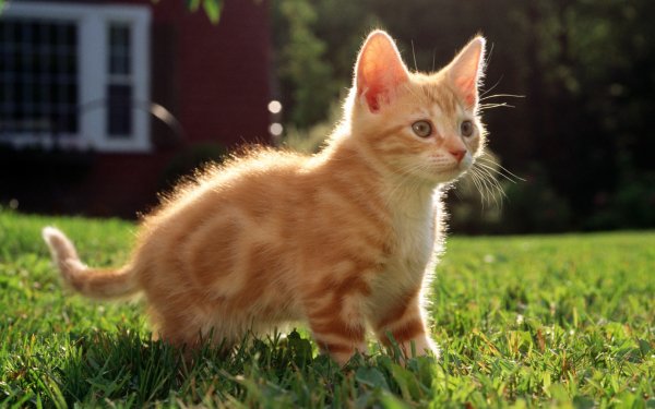 Котэ обои ПК