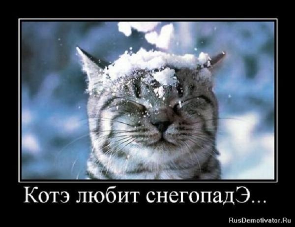 Котэ любит снегопад