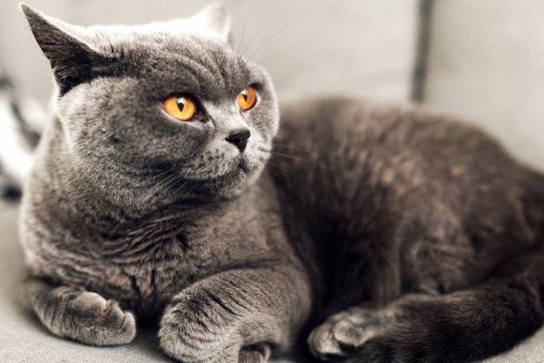 4 Британская короткошерстная кошка