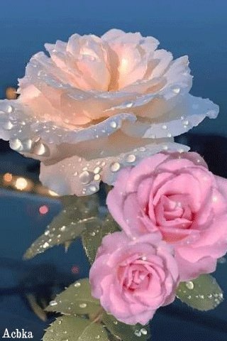 file_95264426
