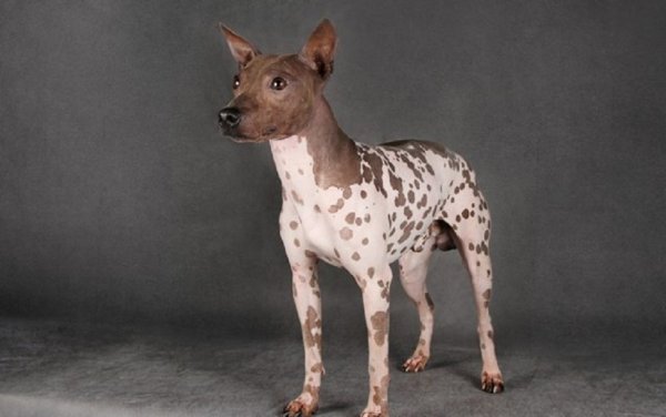 Американский голый терьер (3)