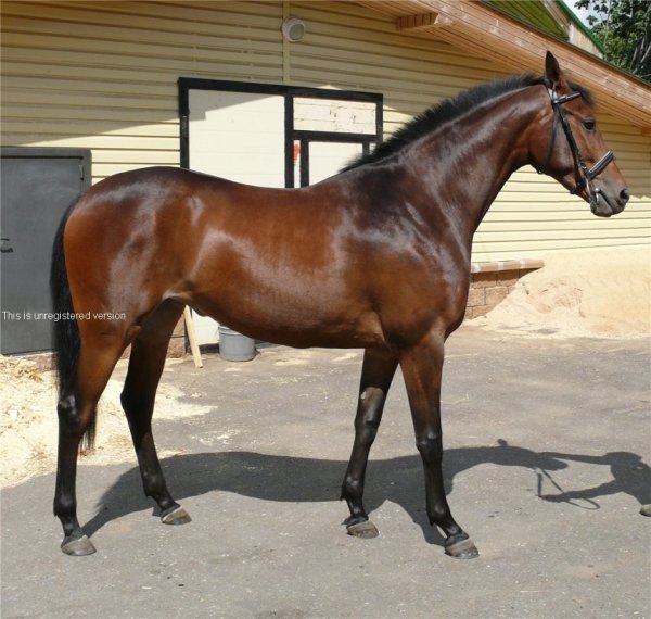 Чистокровная верховая порода лошадей (2)