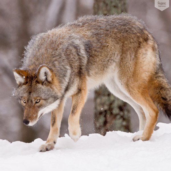 Yandex-Images-2017-02-23