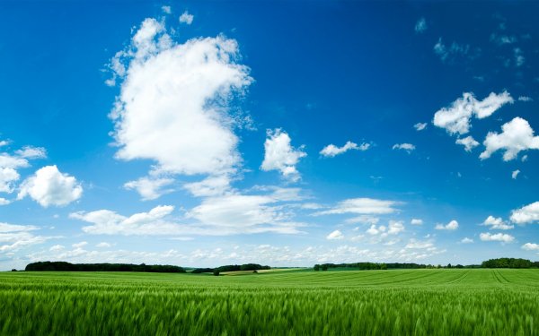 Vladtech Full HD summer landscape nature