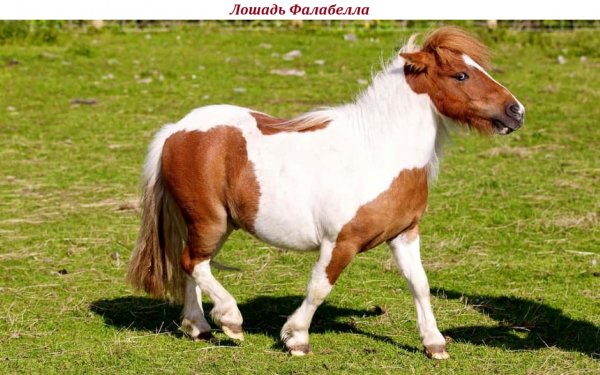 Лошадь Фалабелла