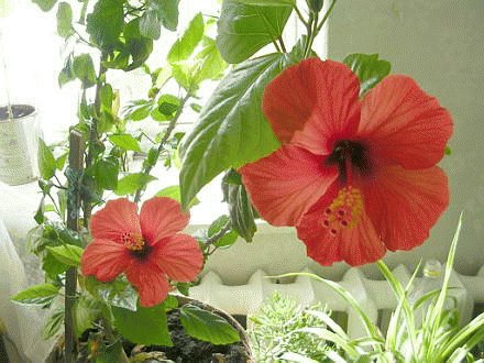 file_86323334