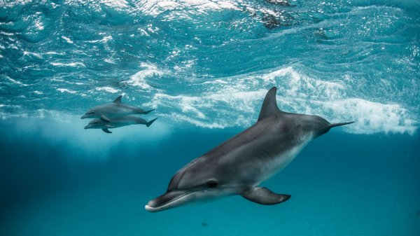 Whales and dolphins premium