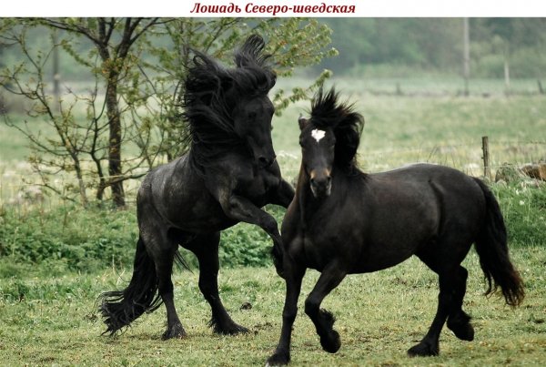 Лошадь Северо-шведская