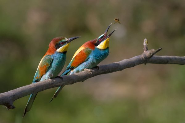 Merops apiaster 04