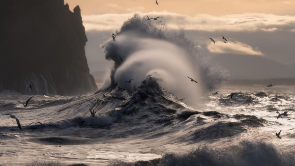 Обои море волны птицы скалы