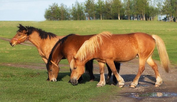 Лошадь Мезенская