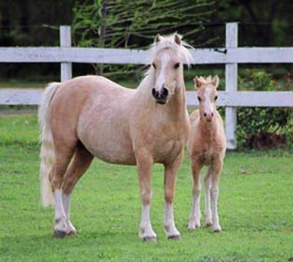 Уэльский горный пони (3)