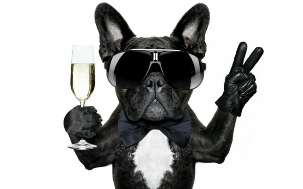Dog-wallpaper-200721151739511920x1200